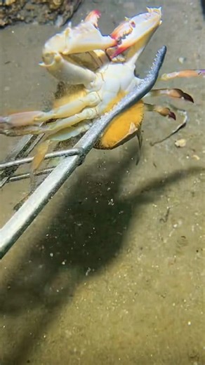 420K views · 1.7K reactions | Diving to catch sea animals on the bottom sea. #diving #crab #catchthesea #seafood #seaside #fish | SEANG Diving | Facebook