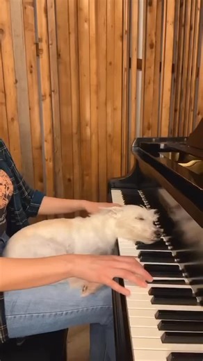 Jazz Music | Pianist Kara Mehrmann @kara_baldus performing “Autumn Leaves” for her dog Bradford. | Instagram