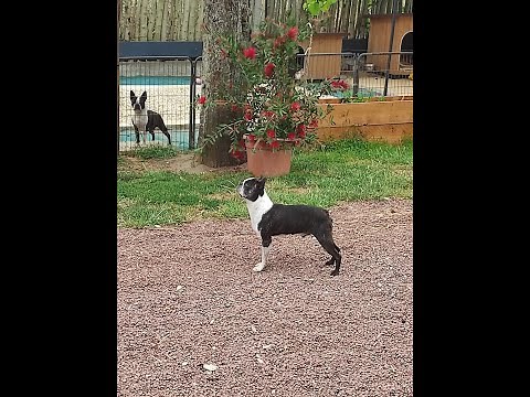 Comment bien démarrer son élevage de chiens - achats des futurs reproducteurs