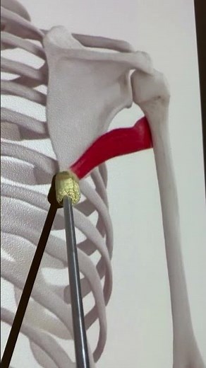 Teres Major #anatomy #kinesiology #anatomystudy