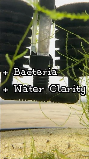 You Need A Sponge Filter For Your Shrimp Tank #aquarium #shrimp #neocaridina
