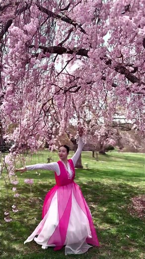 朝鲜舞《映山红》korean dance #dance #dancestudio