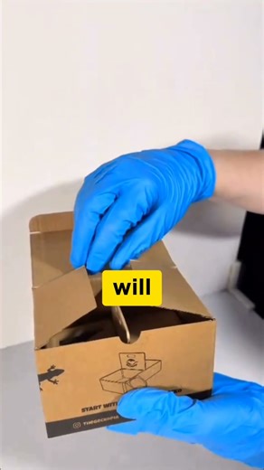 Sending a first-time gecko parent their new little one