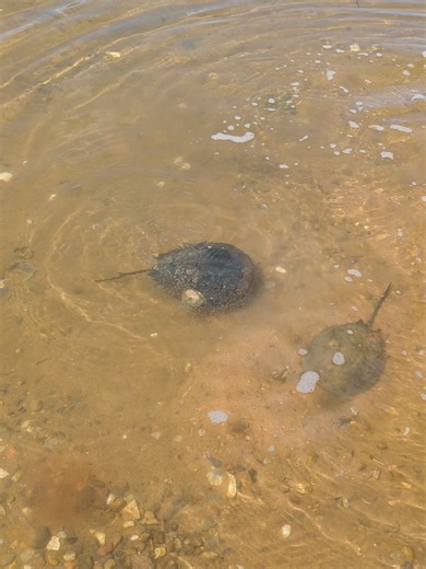 Discover the Fascinating World of Horseshoe Crabs