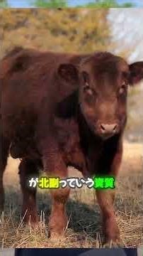 知る人ぞ知る幻の種牛「花咲」。その驚くべき血統とポテンシャルとは？