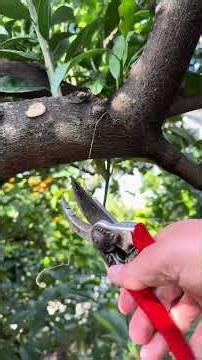 Pruning orange trees #pruning #orange