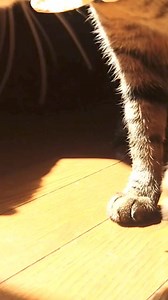 【The world's fastest turtle】 | Yfyio