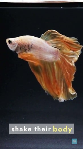 Betta Fish Are Flaring Showoffs!