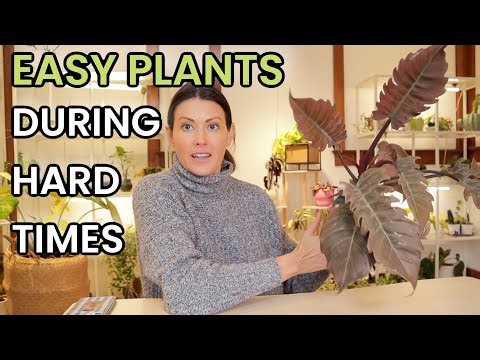 Easy Plants During Hard Times - These Plants Bring Joy, Not Stress 🪴 - Philodendron, Monstera & More