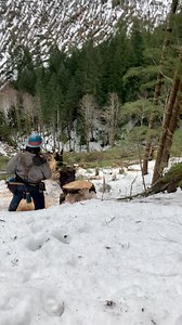 359K views · 635 reactions | Legend says it’s still rolling… 蝹 #timberfallingcouple #timber #timberfaller #timberfalling #logging #chainsaw #stihlchainsaw #stihl #bluecollar #treesurgery #lumber #fyp #pnw #timberland #trees #woodwork #woodcraft #woodsmen #womenshealth #womenintimber #westcoastfaller #husqvarna #chainsawman #fypシ゚ #iam1stphorm #1stphormoutdoors, #experiencemore, #1stphormprostaffsearch, #wedothework, #1stphorm, #duespaid | Timber Falling Couple | Facebook