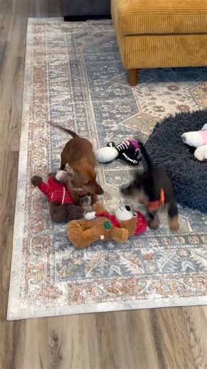 Chewy the cutest Mini Dachshund playing #puppy #dachshund #dog