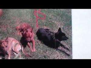 Using Windws Paint to Annotate a Picture