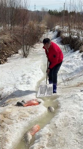 🐟 Live Fish Catching in Small Stream 😍