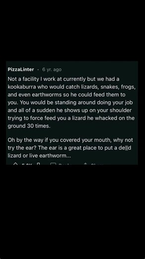 kookaburra tries to feed you lizards | Subscribe for more #motivation 😊👍