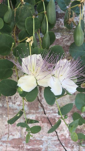 Simonetta Chiarugi on Instagram: "Capperi sotto sale È facilissimo fare i capperi sotto sale, raccogli i boccioli dei fiori e se vuoi anche i cucunci che sono i frutti, inseriscili in un vasetto alternandoli a strati di sale grosso, capperi, sale, capperi e sale fino al colmo, chiudi il vasetto e attendi due settimane che la magia si compia! Hai mai provato? ___________________________________________________ #capperisottosale #capperi #mediterraneanfood #gardenfood #cucunci #capper"