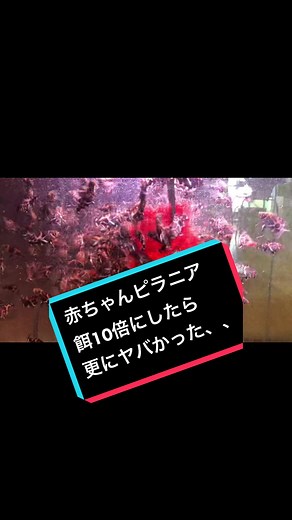 冷たい熱帯魚とアリゲーターガー：驚くべき水族館体験
