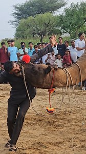 Praveen Jejusar's Camel Dance 2025 – Royal Moves from Rajasthan to USA Experience the majestic Camel Dance 2025 by Praveen Jejusar’s decorated camel straight from the heart of Rajasthan. With traditional beats and vibrant desert energy, this performance is winning hearts across the USA. Watch how camels groove like royalty in this viral sensation! #CamelDance #PraveenJejusar #RajasthanVibes #CamelDance2025 #USAViewers camel dance 2025, Praveen Jejusar camel, rajasthan desert dance, usa viral vid