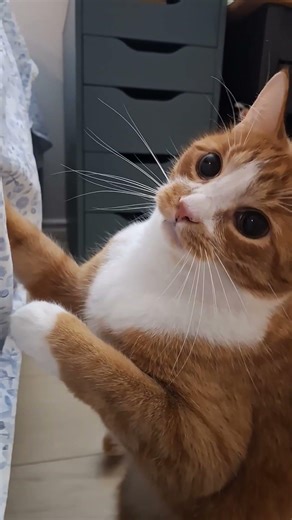 Zeus vs The String Cat Energy on MAX #CatShorts #FunnyCats #CatsOfYouTube