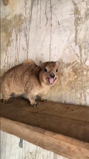 Cute animal squeals loudly in Laos