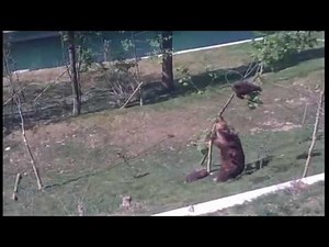 Mama bear wrestles tree to rescue cub