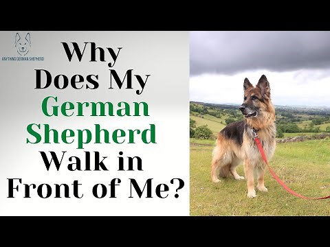 Why Does My German Shepherd Walk in Front of Me?