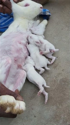 Baby Rabbits Feeding mother