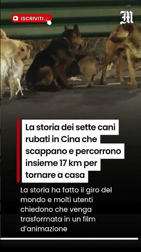 La storia dei sette cani rubati in Cina che scappano e percorrono insieme 17 km per tornare a casa