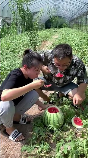 The neighbor's watermelon is finally ripe!