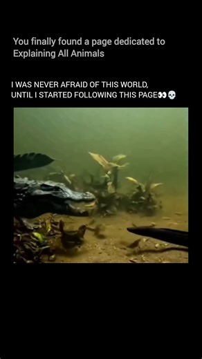 Explaining all animals on Instagram: "This creature may look like an eel, but the electric eel is actually a type of knifefish. Found in the murky rivers of the Amazon and Orinoco basins, it uses electricity as both a weapon and a tool. Nearly 80% of its body is made up of specialized organs packed with electrocytes—cells that act like biological batteries. When hunting or defending itself, the electric eel can release powerful bursts of electricity, strong enough to stun prey or deter predators