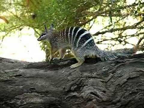 Numbat