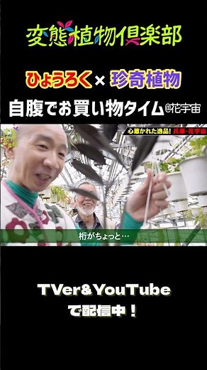 【ひょうろく旅】自腹で買い物🌱変態植物コレクション🌵 愛でたい＆育てたい珍奇シリーズ＠兵庫・花宇宙 #ひょうろく #珍奇植物 #観葉植物 #サボテン #ショッピング #shorts