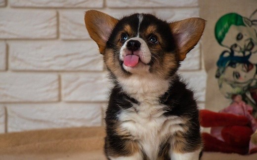 Why Do Dogs Stick Their Tongue Out? (6 Common Reasons)