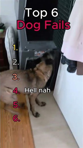 Ranking Top 6 Dog Fails... #dog #fails #shorts