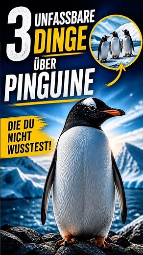 „3 unfassbare Dinge über Pinguine, die du nicht wusstest“