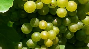Tree Grapes Vineyard Free Stock Video