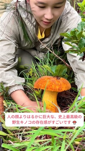「人間の顔はおろか自動車のハンドルよりも遥かに巨大で丸々としたキノコ;; ｗｗ」深い原生林のど真ん中で発見した歴代級の野生ヤマドリタケ採り紀行壮観 🍄🔥