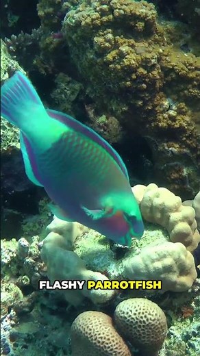 Can You Spot These Awesome Hawaiian Fish?