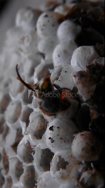 Vertical Full HD low key video close up. Birth process of yellow jacket wasp. Wasp crawls out of egg and moves its whiskers and paws. Vespiary. Vespula vulgaris. Dangerous insect. Birthday concept