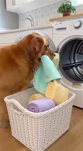 Dog Loads the Dryer Like a Pro 🧺