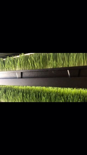 FarmBox Foods on Instagram: "Day 7 of the 7-day growth cycle for this fodder, aka barley grass. Harvest time! #fodder #farm #farmlife #livestock #feed #barley #barleygrass #farming #ranching #hydroponics #fodderfarm #explore #explorepage #discover #reels #reel #reelsinstagram #instagramreels #containerfarming #agtech #cea #indoorfarming #sustainability #foodsecurity #indoorfarm"