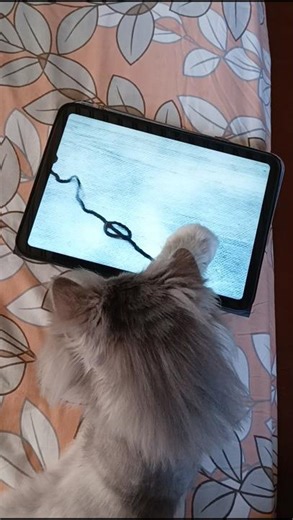 videos to entertain your cat🐱#catvideos #youtubeshorts #shorts #viralvideo #viralshorts