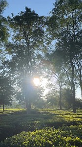 How are tea grains manufactured from tea leaves in factories? Take a peek into the tea factory at Hatikhuli Tea Estate situated near Kaziranga National Park is India’s largest integrated organic farm. For more information about Awesome Assam and bookings etc. log on to www.assamtourism.gov.in #AwesomeAssam #AssamTourism #Assam #Tea #TeaEstate #TeaGardens #TeaFactory | Awesome Assam