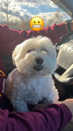 Maltese for Adoption With the end of this Holiday Season it's half % off for all adoptions.We are offering 2 Maltese puppies for adoption to any loving and caring home. They are great pups for anybody who loves cats and they're also good with kids. I would really love them to find a great home so they can be with people who love them and will take good care of them . #maltese #dogs #puppiesforsale #puppiesforsalenearme #dogsforsale #catsforsalenearme #malteseforadoption #malteseforadoptionnearme