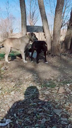 Playful Large Breed Dogs in Outdoor Fun