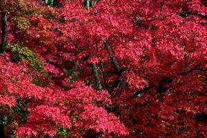 When To Air Layer Japanese Maple?