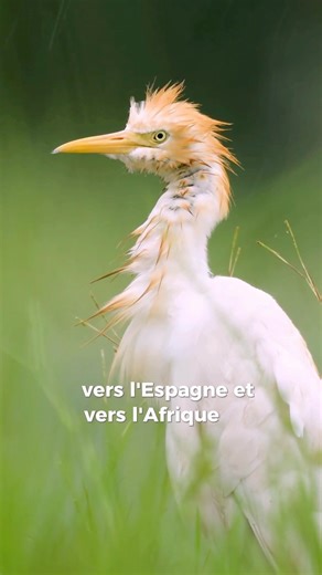 Le Héron garde-boeufs #faune #nature #ornithologie