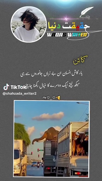 Animals Teach Us About Caring for Each Other