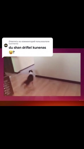 Cotki vad em Joxovurd 😂😂😂😂😂 @luarmenia @narekm1 #реки #armenian #топ #tiktok #тренд #rek #тренды #like #armenia #рек #dog #dogs