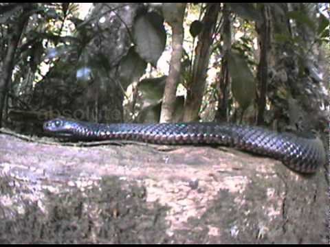 Deadly Australians: The Red-bellied Black Snake