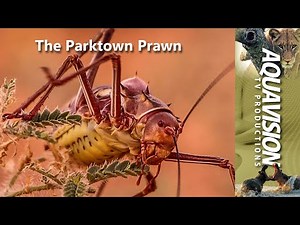 The Armoured Bush Cricket or Parktown Prawn. #stockfootage #wildlife